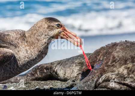 Le pétrel (Macronectes halli) se nourrissent de la carcasse morte fur seal, Gold Harbour, la Géorgie du Sud Banque D'Images