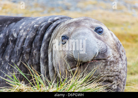 Éléphant de mer du sud (Mirounga leonina) Bull, Peggotty Bluff, Géorgie du Sud, Sud de l'océan Atlantique, les régions polaires Banque D'Images