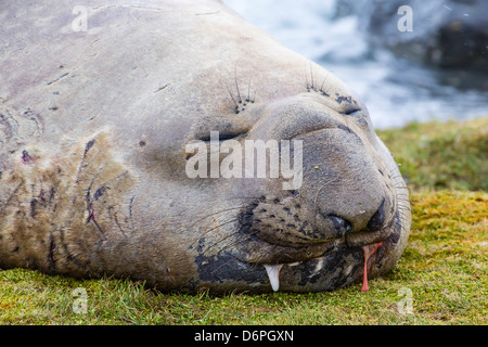 Éléphant de mer du sud (Mirounga leonina) Bull, Peggotty Bluff, Géorgie du Sud, Sud de l'océan Atlantique, les régions polaires Banque D'Images