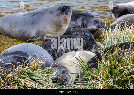 Éléphant de mer du sud (Mirounga leonina) petits Peggotty, Bluff, Géorgie du Sud, Sud de l'océan Atlantique, les régions polaires Banque D'Images