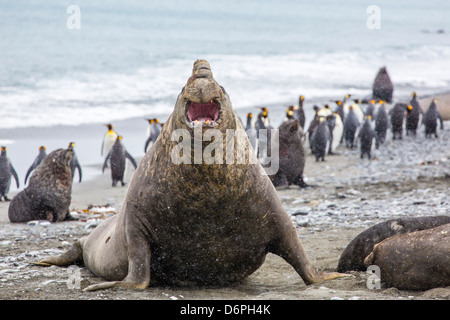 Éléphant de mer du sud (Mirounga leonina) Bull, Peggotty Bluff, Géorgie du Sud, Sud de l'océan Atlantique, les régions polaires Banque D'Images