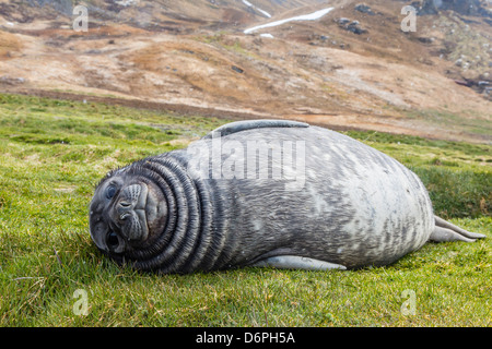 Éléphant de mer du sud (Mirounga leonina) pup, Grytviken Station baleinière, la Géorgie du Sud, Sud de l'océan Atlantique, les régions polaires Banque D'Images