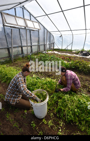 Jardiniers désherber un lit d'épinards en serre en Oregon's Wallowa Valley. Banque D'Images