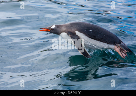 Des profils Gentoo pingouin, Pygoscelis papua, Elsehul Bay, la Géorgie du Sud, Sud de l'Océan Atlantique Banque D'Images