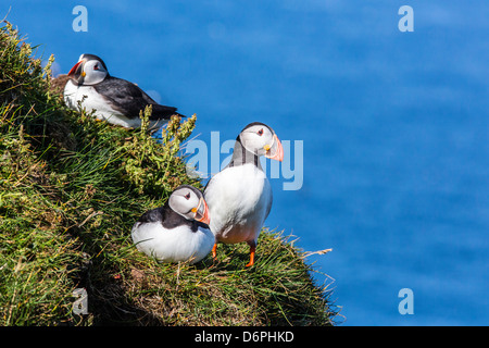 Le macareux moine (Fratercula arctica), l'île de Mykines, îles Féroé, Danemark, Europe Banque D'Images