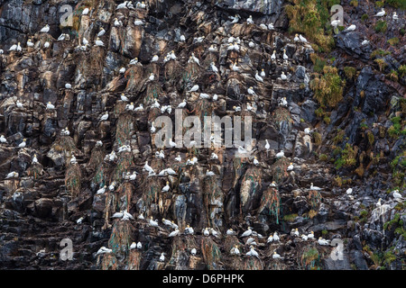 Le Fou de Bassan (Morus bassanus) sur le site de nidification à Runde Island, Norway, Scandinavia, Europe Banque D'Images