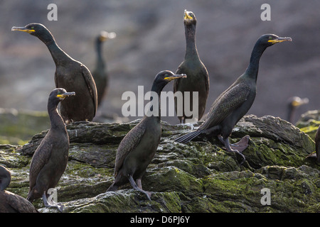 Grand cormoran (adultes) shag (Phalacrocorax carbo), l'île de Foula, Shetland, Écosse, Royaume-Uni, Europe Banque D'Images