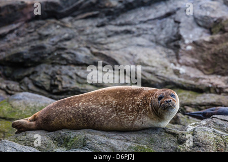 Harbour seal (phoque commun (Phoca vitulina)), l'île de Foula, Shetland, Écosse, Royaume-Uni, Europe Banque D'Images