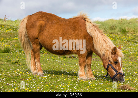 Poney Shetland, Jarlshof, îles Shetland, Écosse, Royaume-Uni, Europe Banque D'Images