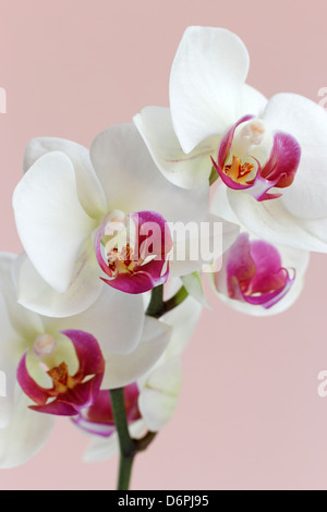 Orchidée Phalaenopsis blanche (espèce d'orchidée) Banque D'Images