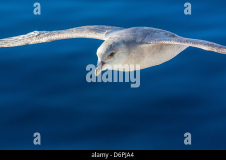 Le fulmar boréal (Fulmarus glacialis), archipel du Svalbard, Norvège, Scandinavie, Europe Banque D'Images