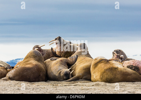 Des profils le morse (Odobenus rosmarus rosmarus), Torrelneset Nordauslandet, île, archipel du Svalbard, Norvège, Scandinavie, Europe Banque D'Images