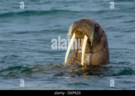 Des profils le morse (Odobenus rosmarus rosmarus), Torrelneset Nordauslandet, île, archipel du Svalbard, Norvège, Scandinavie, Europe Banque D'Images