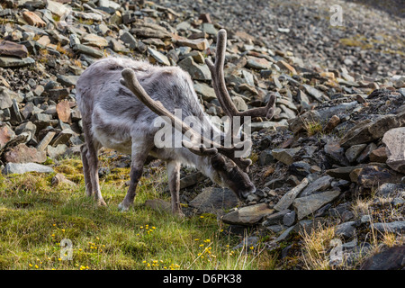Renne du Svalbard (Rangifer tarandus platyrhynchus) mâle en velours, Spitzberg, archipel du Svalbard, Norvège, Scandinavie Banque D'Images