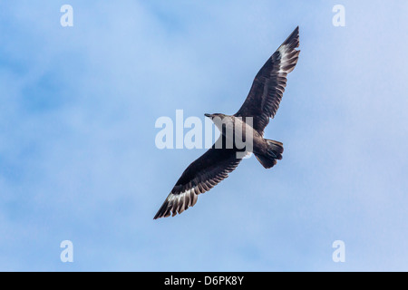 Des profils grand labbe (Stercorarius skua) avec les tuer dans l'archipel du Svalbard, Norvège, Scandinavie, Europe Banque D'Images