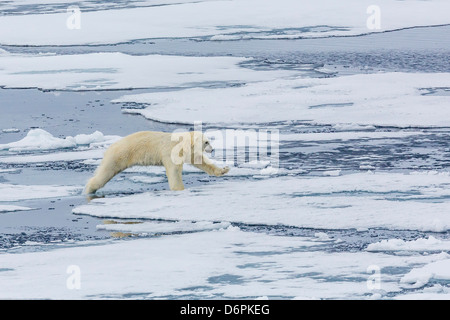 Des profils l'ours polaire (Ursus maritimus) sur la glace près de l'Sujoya, Îles Svalbard, Norvège, Scandinavie, Europe Banque D'Images