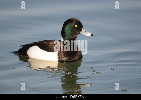 Drake fuligule morillon Banque D'Images