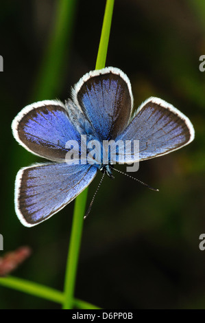 Un papillon bleu étoilé d'argent sur une fine tige d'herbe Banque D'Images