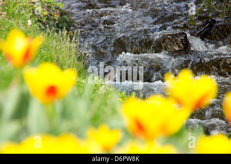 Flux magnifique avec des tulipes à l'avant Banque D'Images