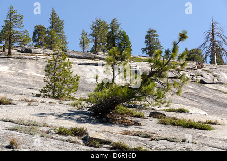 Parmi les arbres rochers dans le Parc National de Yosemite en Californie Banque D'Images