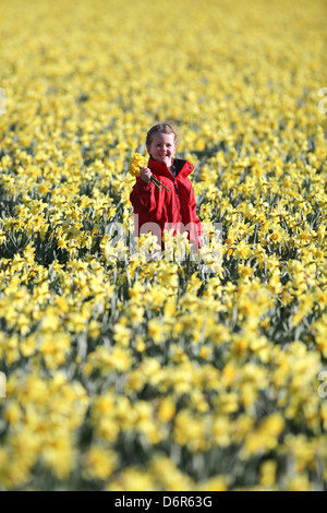 DAISY SPEARS,4, DANS UN CHAMP DE JONQUILLES DANS UNE FERME PRÈS DE SPALDING, LINCS,LE JEUDI 18 AVRIL 2013,avant qu'ils sont laissés à pourrir Banque D'Images