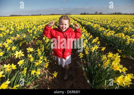 DAISY SPEARS,4, DANS UN CHAMP DE JONQUILLES DANS UNE FERME PRÈS DE SPALDING, LINCS,LE JEUDI 18 AVRIL 2013,avant qu'ils sont laissés à pourrir Banque D'Images