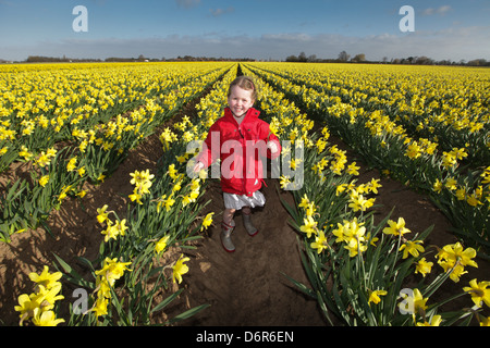 DAISY SPEARS,4, DANS UN CHAMP DE JONQUILLES DANS UNE FERME PRÈS DE SPALDING, LINCS,LE JEUDI 18 AVRIL 2013,avant qu'ils sont laissés à pourrir Banque D'Images