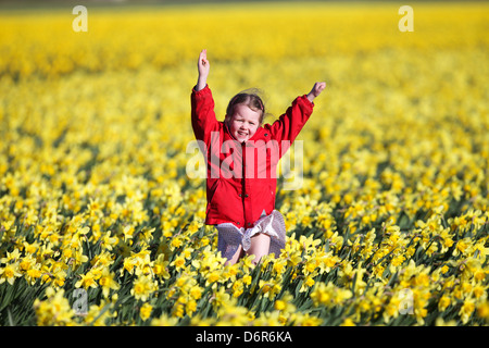 DAISY SPEARS,4, DANS UN CHAMP DE JONQUILLES DANS UNE FERME PRÈS DE SPALDING, LINCS,LE JEUDI 18 AVRIL 2013,avant qu'ils sont laissés à pourrir Banque D'Images