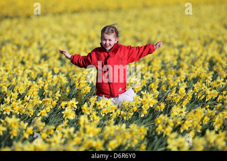 DAISY SPEARS,4, DANS UN CHAMP DE JONQUILLES DANS UNE FERME PRÈS DE SPALDING, LINCS,LE JEUDI 18 AVRIL 2013,avant qu'ils sont laissés à pourrir Banque D'Images