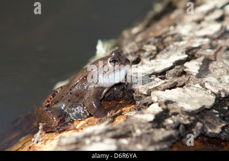 Commune européenne ou grenouille Grenouille commune européenne - Rana temporaria -, Barcelone, Espagne Banque D'Images