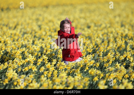 DAISY SPEARS,4, DANS UN CHAMP DE JONQUILLES DANS UNE FERME PRÈS DE SPALDING, LINCS,LE JEUDI 18 AVRIL 2013,avant qu'ils sont laissés à pourrir Banque D'Images