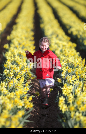 DAISY SPEARS,4, DANS UN CHAMP DE JONQUILLES DANS UNE FERME PRÈS DE SPALDING, LINCS,LE JEUDI 18 AVRIL 2013,avant qu'ils sont laissés à pourrir Banque D'Images