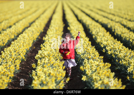 DAISY SPEARS,4, DANS UN CHAMP DE JONQUILLES DANS UNE FERME PRÈS DE SPALDING, LINCS,LE JEUDI 18 AVRIL 2013,avant qu'ils sont laissés à pourrir Banque D'Images