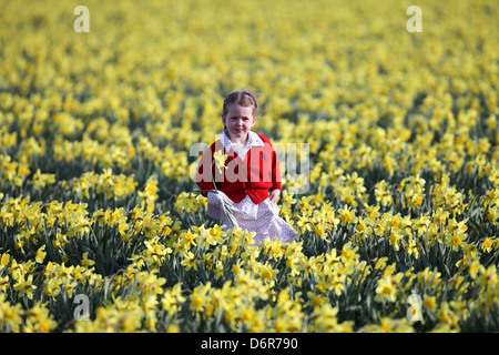 DAISY SPEARS,4, DANS UN CHAMP DE JONQUILLES DANS UNE FERME PRÈS DE SPALDING, LINCS,LE JEUDI 18 AVRIL 2013,avant qu'ils sont laissés à pourrir Banque D'Images