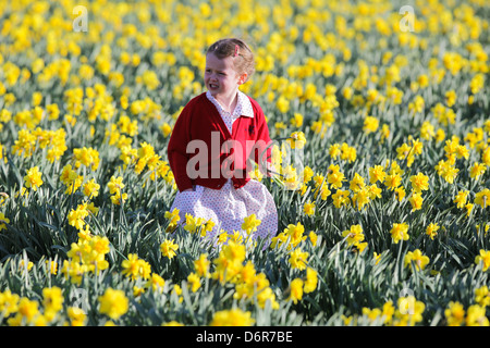 DAISY SPEARS,4, DANS UN CHAMP DE JONQUILLES DANS UNE FERME PRÈS DE SPALDING, LINCS,LE JEUDI 18 AVRIL 2013,avant qu'ils sont laissés à pourrir Banque D'Images