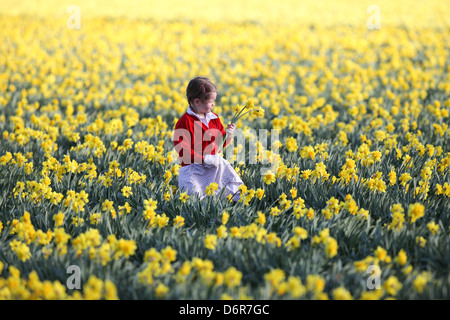 DAISY SPEARS,4, DANS UN CHAMP DE JONQUILLES DANS UNE FERME PRÈS DE SPALDING, LINCS,LE JEUDI 18 AVRIL 2013,avant qu'ils sont laissés à pourrir Banque D'Images