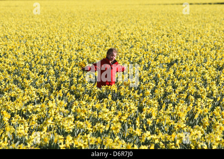 DAISY SPEARS,4, DANS UN CHAMP DE JONQUILLES DANS UNE FERME PRÈS DE SPALDING, LINCS,LE JEUDI 18 AVRIL 2013,avant qu'ils sont laissés à pourrir Banque D'Images