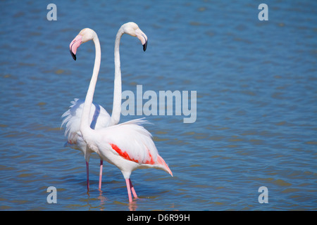 Flamants Roses dans le parc naturel des Aiguamolls de l'Empordà, Gérone, Espagne Banque D'Images