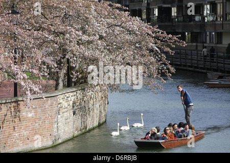 Promenades en barque SUR LA RIVIÈRE CAM À CAMBRIDGE DANS LE CADRE DE LA CHERRY BLOSSOM TREE Banque D'Images