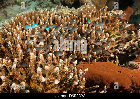 Chromis Chromis (Ternate ternatensis) et d'autres poissons sur un récif corallien tropical Menjangan à Bali, Indonésie. Banque D'Images