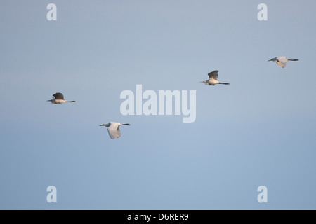 Héron garde-boeufs (Bubulcus ibis coromandus), sous-espèce Asiatique, troupeau en vol à Bali, Indonésie. Banque D'Images