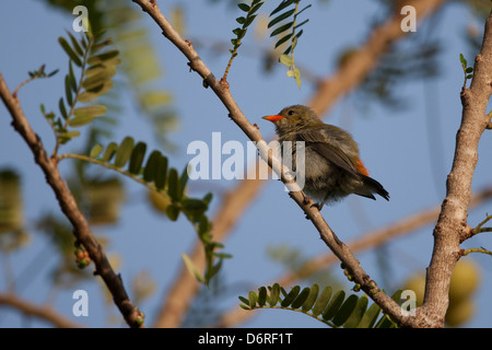 Scarlet-dirigé Flowerpecker (Dicaeum trochileum trochileum), mâle immature dans un arbre à Bali, Indonésie. Banque D'Images