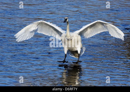 Un vol de cygnes trompettes dans pour un atterrissage sur le fleuve Mississippi, Minnesota, USA. Banque D'Images