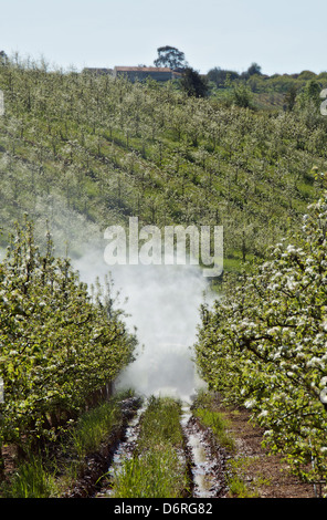 A-Dos-Francos, Portugal, avril 2013. Les vergers de poires Rocha sont en fleurs. Les agriculteurs à faire face à les protéger contre les ravageurs. Banque D'Images