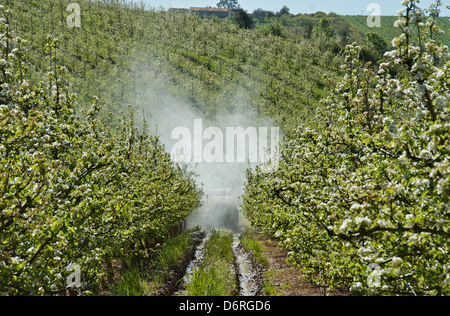 A-Dos-Francos, Portugal, avril 2013. Les vergers de poires Rocha sont en fleurs. Les agriculteurs à faire face à les protéger contre les ravageurs. Banque D'Images