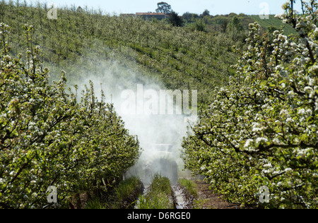 A-Dos-Francos, Portugal, avril 2013. Les vergers de poires Rocha sont en fleurs. Les agriculteurs à faire face à les protéger contre les ravageurs. Banque D'Images