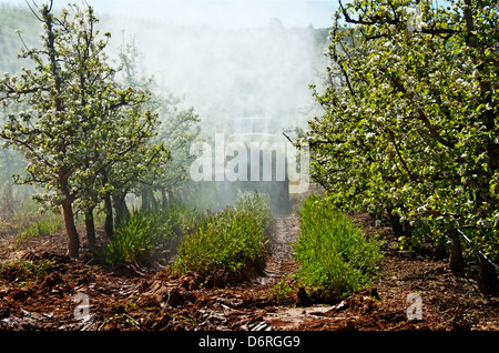 A-Dos-Francos, Portugal, avril 2013. Les vergers de poires Rocha sont en fleurs. Les agriculteurs à faire face à les protéger contre les ravageurs. Banque D'Images