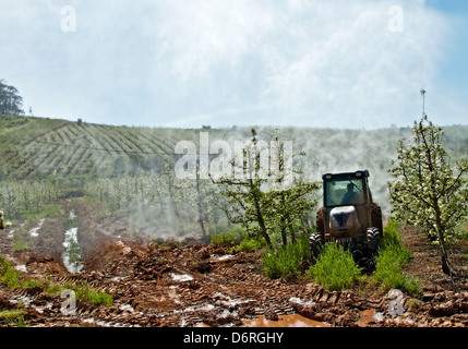 A-Dos-Francos, Portugal, avril 2013. Les vergers de poires Rocha sont en fleurs. Les agriculteurs à faire face à les protéger contre les ravageurs. Banque D'Images