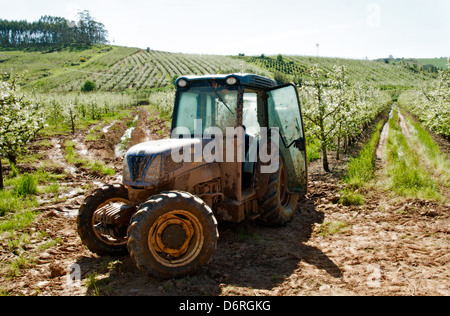 A-Dos-Francos, Portugal, avril 2013. Les vergers de poires Rocha sont en fleurs. Les agriculteurs à faire face à les protéger contre les ravageurs. Banque D'Images