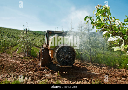 A-Dos-Francos, Portugal, avril 2013. Les vergers de poires Rocha sont en fleurs. Les agriculteurs à faire face à les protéger contre les ravageurs. Banque D'Images